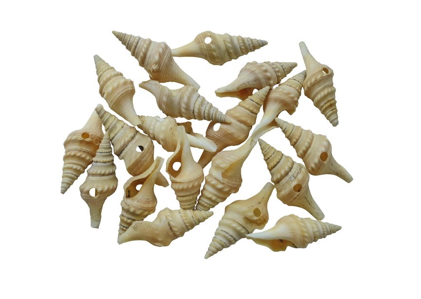 Conch schelp kraal +/- 35mm beige naturel
